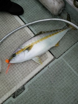 チャモロ 釣果 投稿