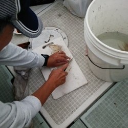 チャモロ 釣果 投稿