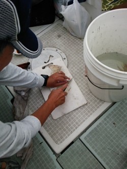 チャモロ 釣果 投稿