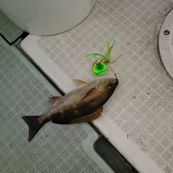 チャモロ 釣果 投稿