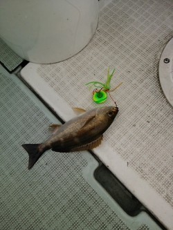 チャモロ 釣果 投稿