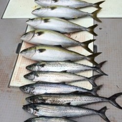 浜栄丸 釣果 投稿