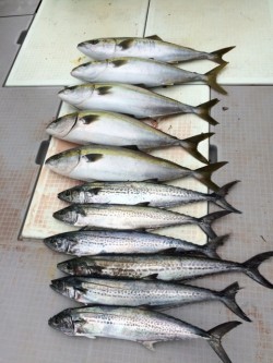 浜栄丸 釣果 投稿