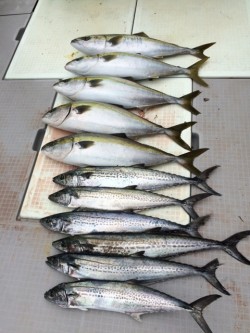 浜栄丸 釣果 投稿