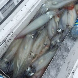 「LaGooN」蒼陽丸 日和号　 釣果