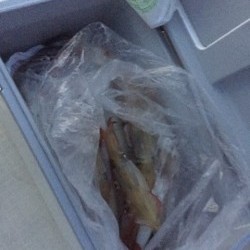 「LaGooN」蒼陽丸 日和号　 釣果