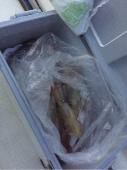 「LaGooN」蒼陽丸 日和号　 釣果