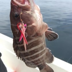 「LaGooN」蒼陽丸 日和号　 釣果