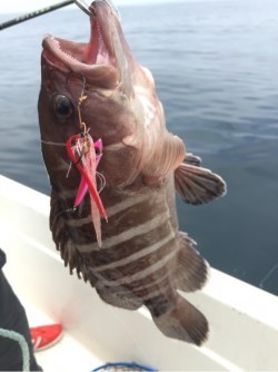 「LaGooN」蒼陽丸 日和号　 釣果
