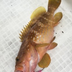 「LaGooN」蒼陽丸 日和号　 釣果