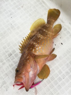 「LaGooN」蒼陽丸 日和号　 釣果