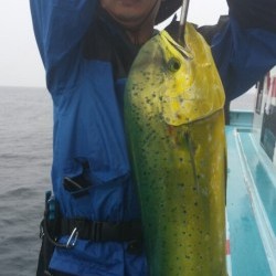 みやけ丸 釣果 投稿