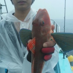 みやけ丸 釣果 投稿