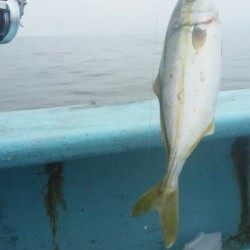 みやけ丸 釣果 投稿