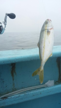 みやけ丸 釣果 投稿