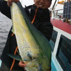 みやけ丸 釣果 投稿
