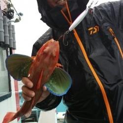 みやけ丸 釣果 投稿