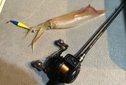 South Current 釣果 投稿