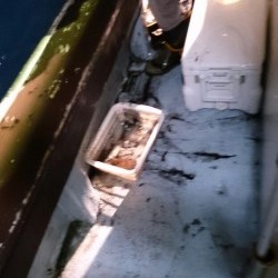 海龍丸 釣果 投稿