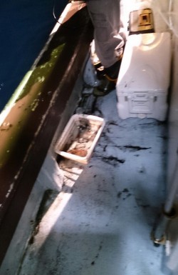 海龍丸 釣果 投稿