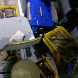 海龍丸 釣果 投稿