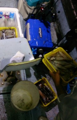 海龍丸 釣果 投稿