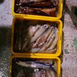 海龍丸 釣果 投稿