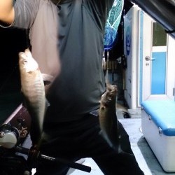 海龍丸 釣果 投稿