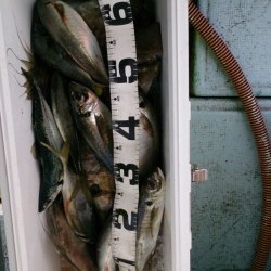 海龍丸 釣果 投稿