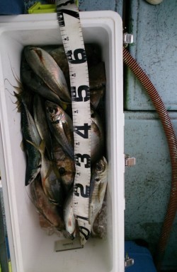 海龍丸 釣果 投稿