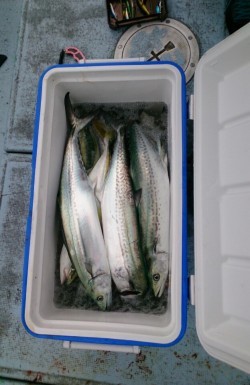 海龍丸 釣果 投稿