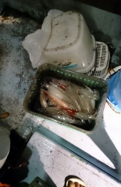 海龍丸 釣果