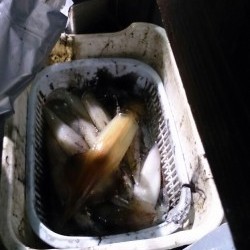 海龍丸 釣果