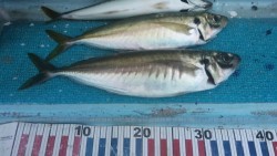 みやけ丸 釣果 投稿