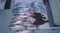 エムズジャーク（M’s JERK） 釣果 投稿