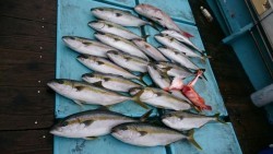 勝吉丸 釣果 投稿