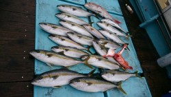 勝吉丸 釣果 投稿