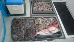 エムズジャーク（M’s JERK） 釣果