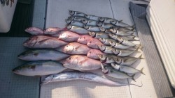 エムズジャーク（M’s JERK） 釣果