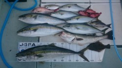 エムズジャーク（M’s JERK） 釣果