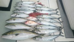 エムズジャーク（M’s JERK） 釣果