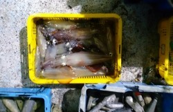 海龍丸 釣果 投稿