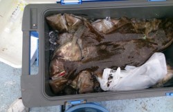 海龍丸 釣果 投稿