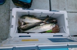 海龍丸 釣果 投稿