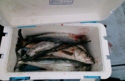 海龍丸 釣果 投稿