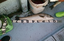 海龍丸 釣果