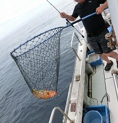 第二清洋丸 釣果