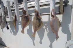 ワープゾーン 釣果