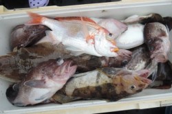 ワープゾーン 釣果 投稿