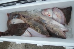 ワープゾーン 釣果 投稿